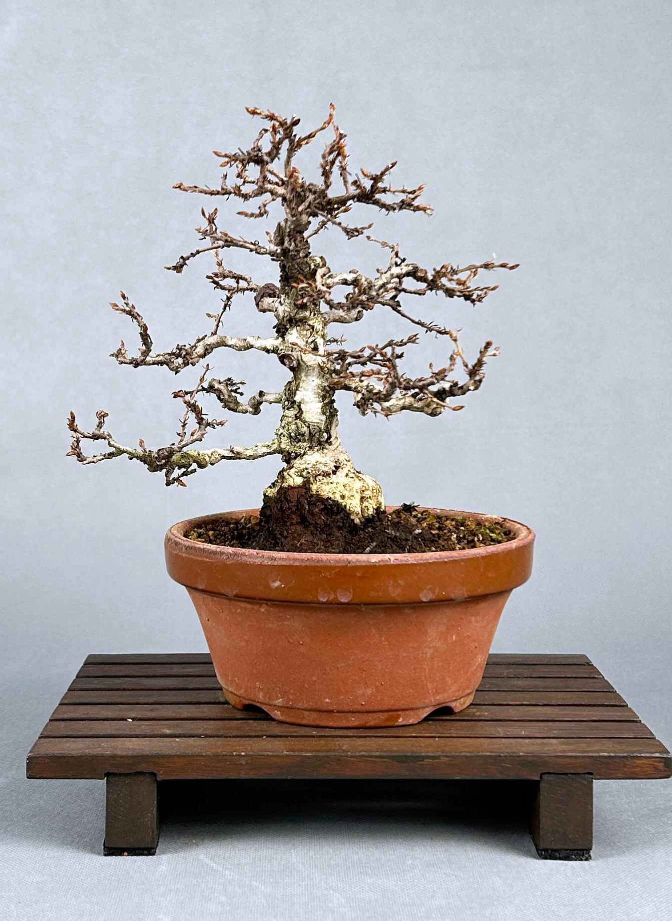 CARPE COREANO - Image 2